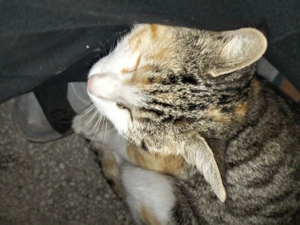 Missing Cat - Lahore