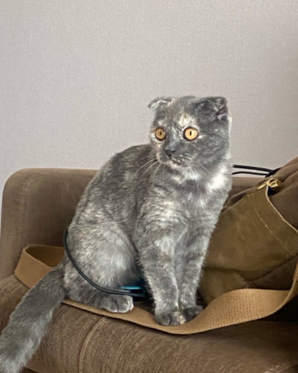 Missing Cat - Unknown