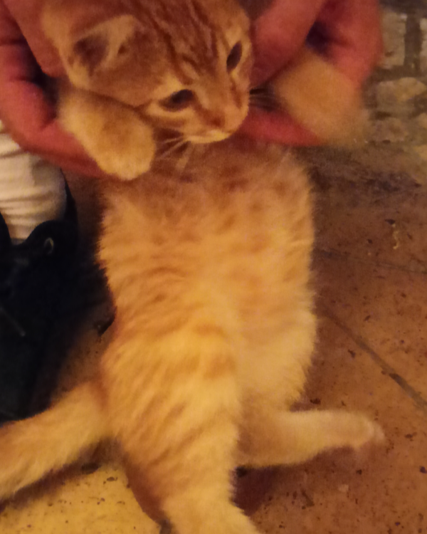 Missing Cat - Temerin