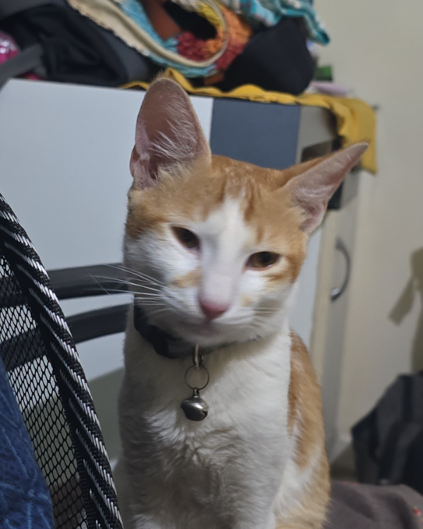 Missing Cat - Pimpri-Chinchwad