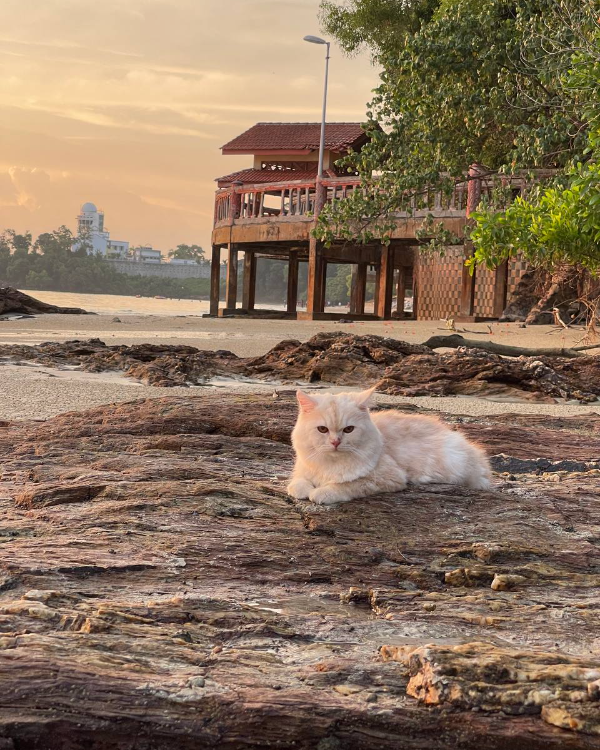 Missing Cat - Port Dickson