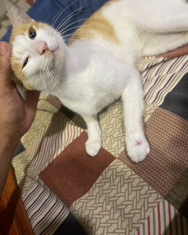 Missing Cat - Nagpur