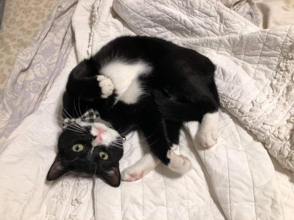 Missing Cat - Lonato