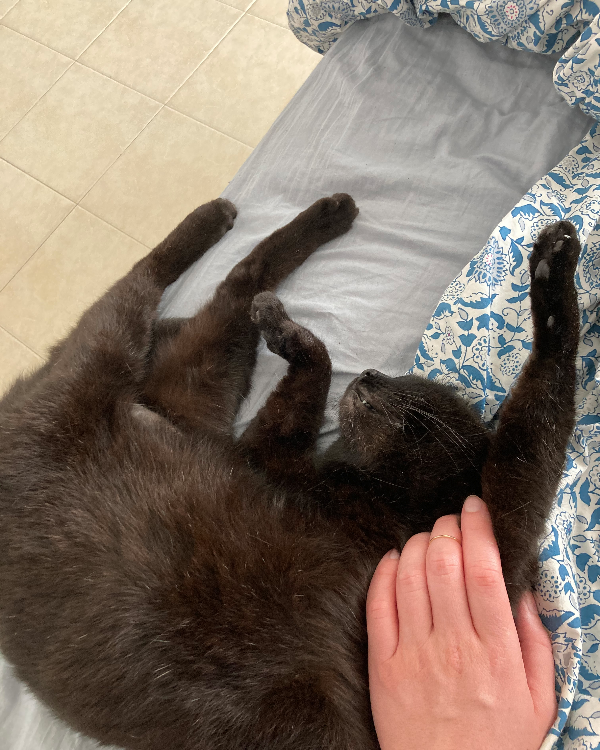 Missing Cat - באר שבע