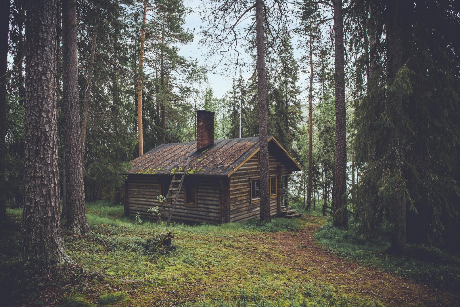 The Forest House