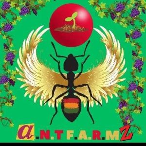 @antfarmz