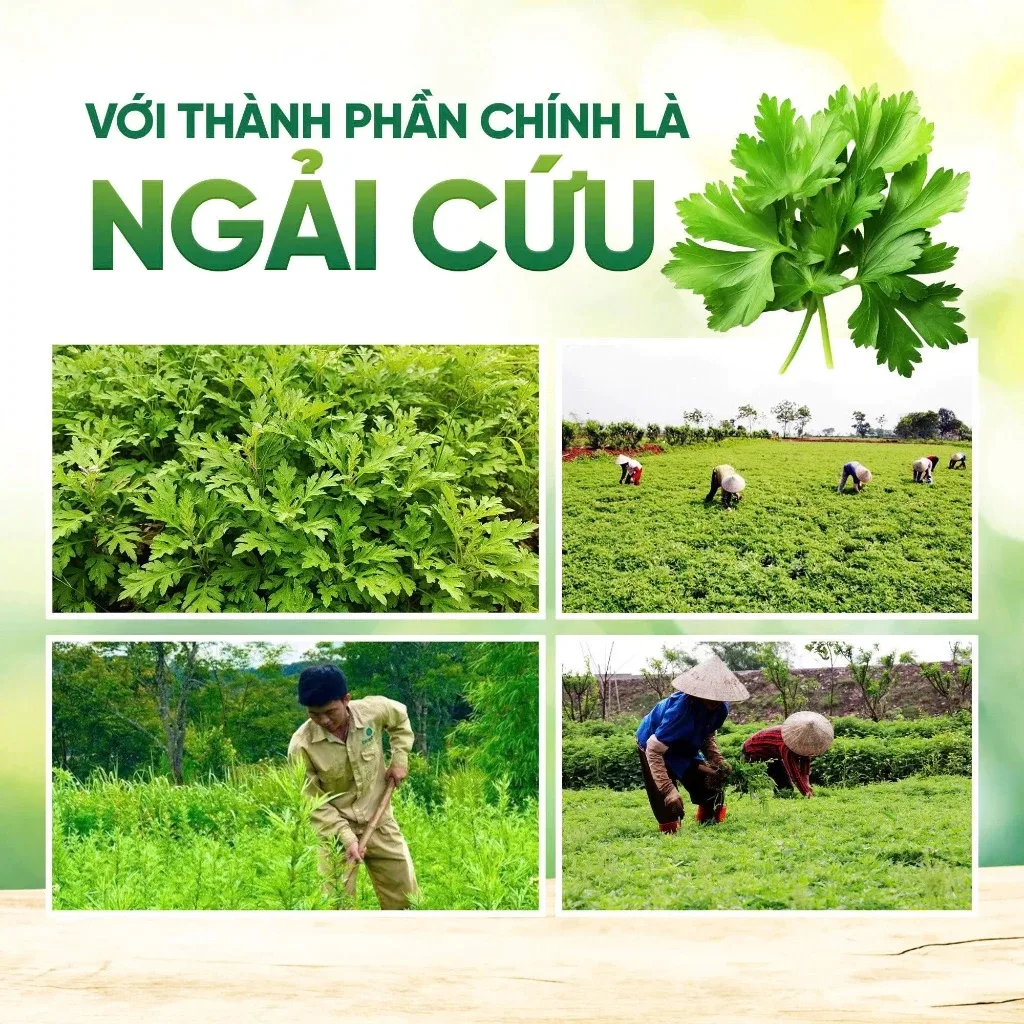 Thảm Ngải Cứu Combo Gối và Thảm Ngải Cứu – hình minh hoạ 5
