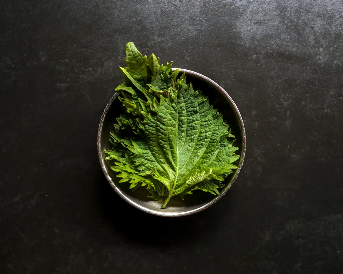 Feuille de shiso verte