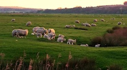 Caravan Holiday Exchange England Sussex Winchelsea Beach