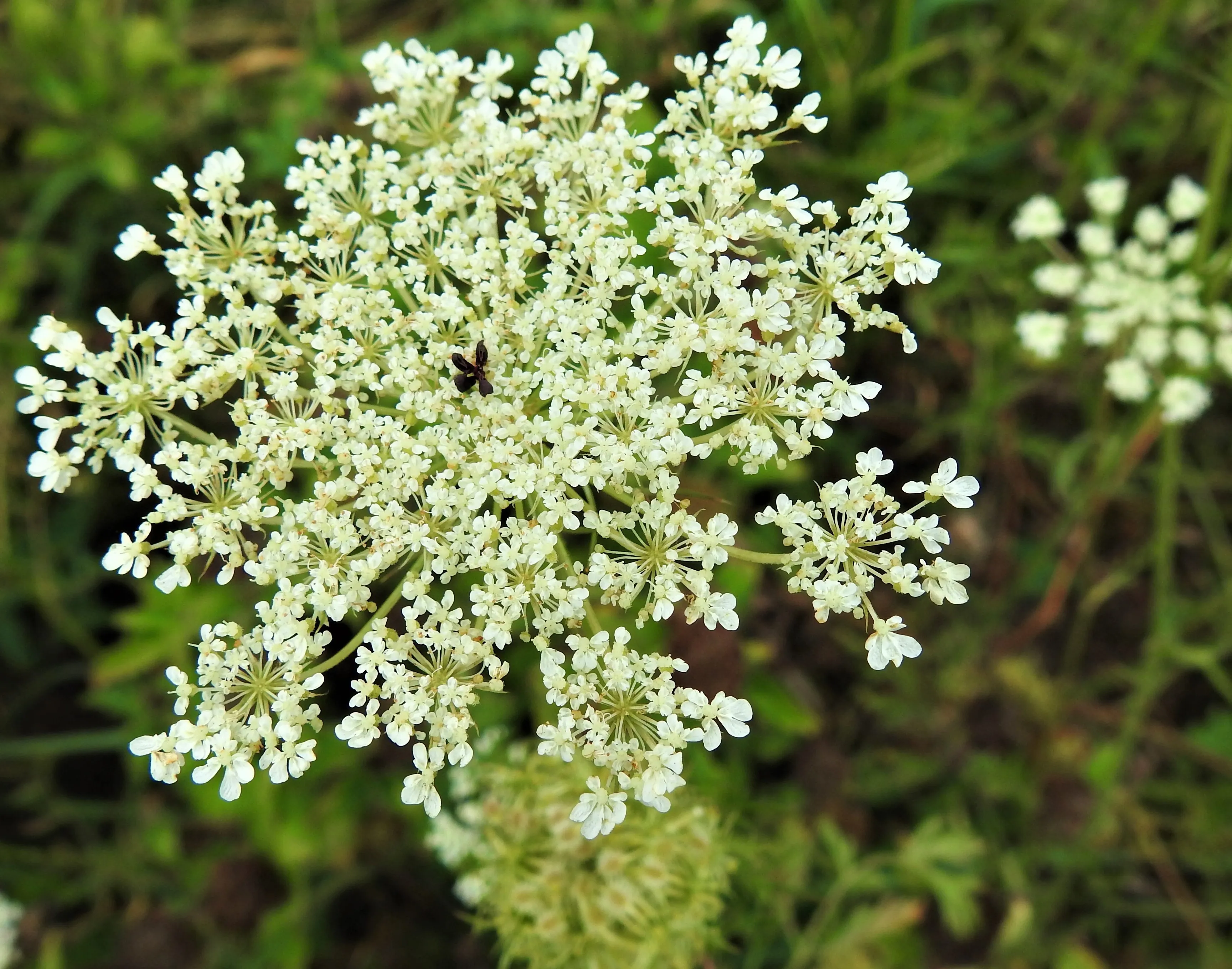 Wild carrot