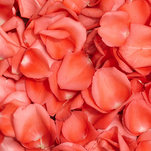 Rose petals