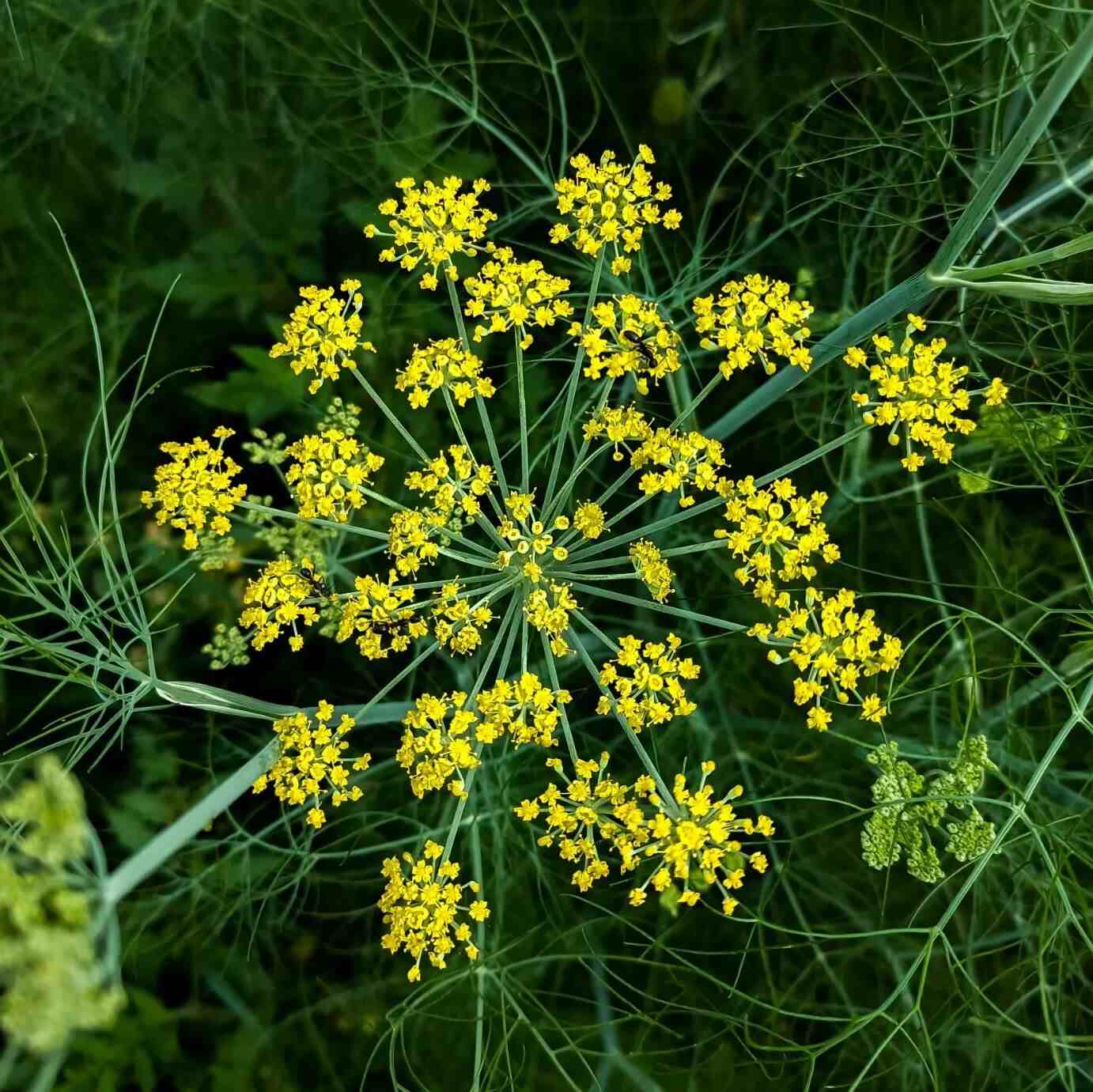 Fennel