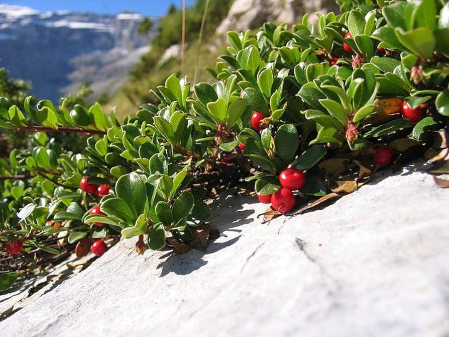 Bearberry