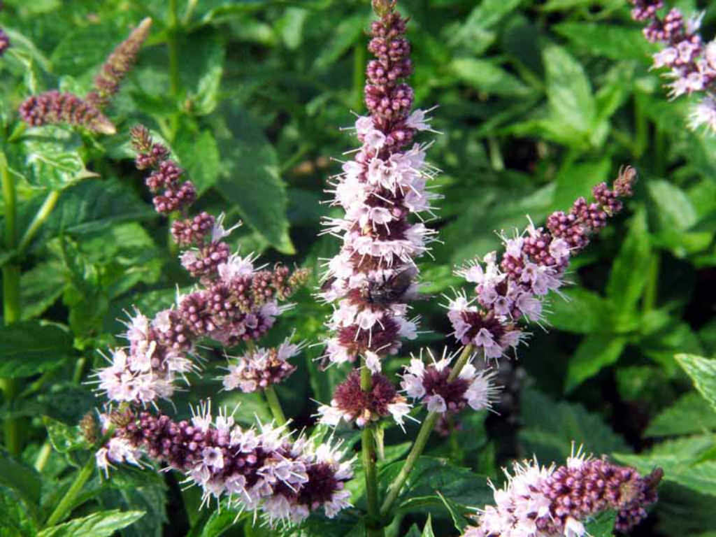 Peppermint
