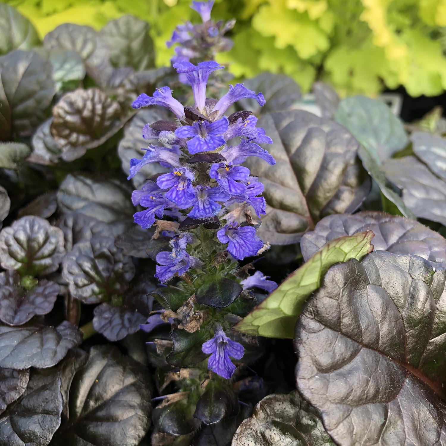 Bugleweed