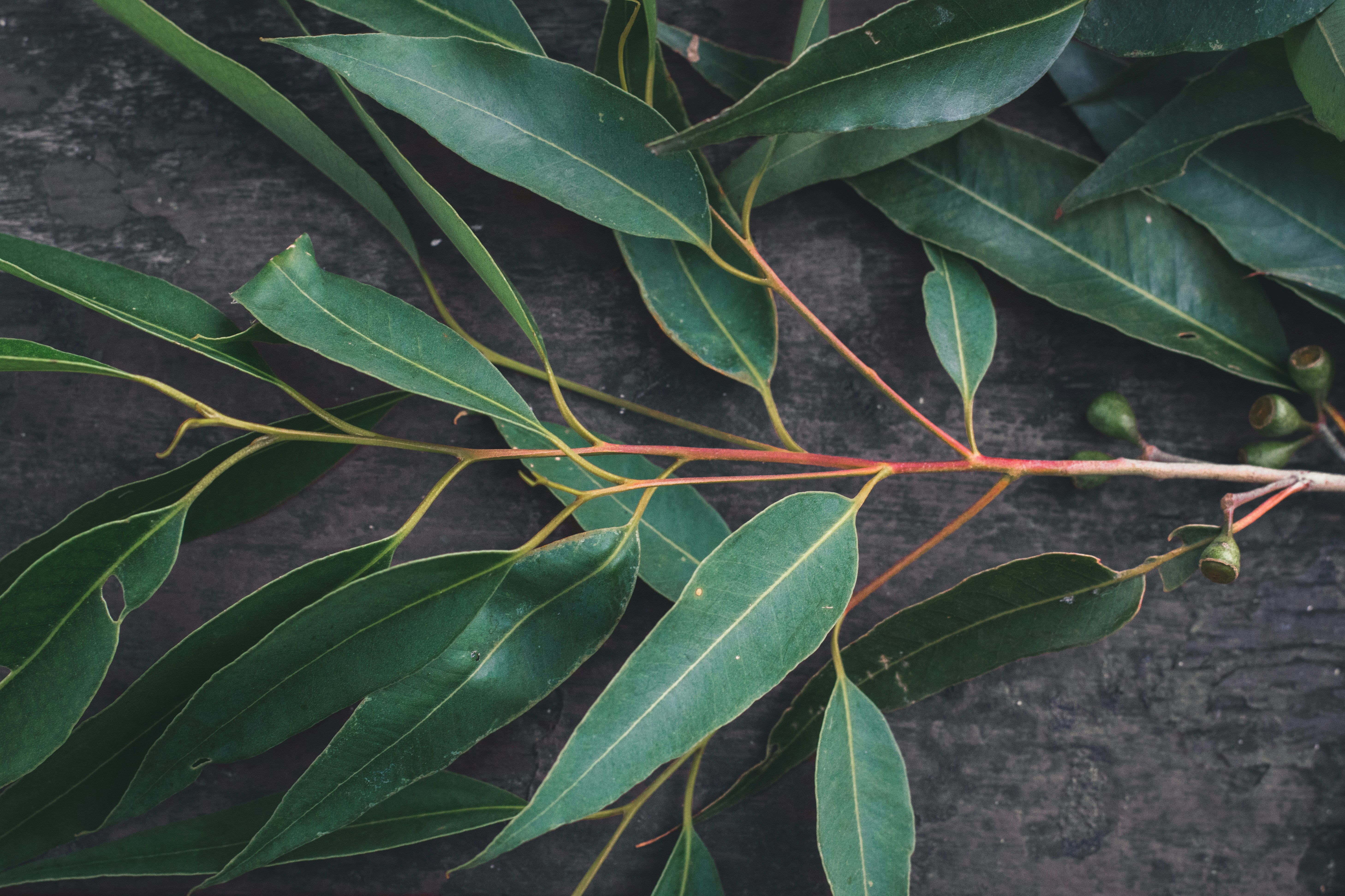 Eucalyptus