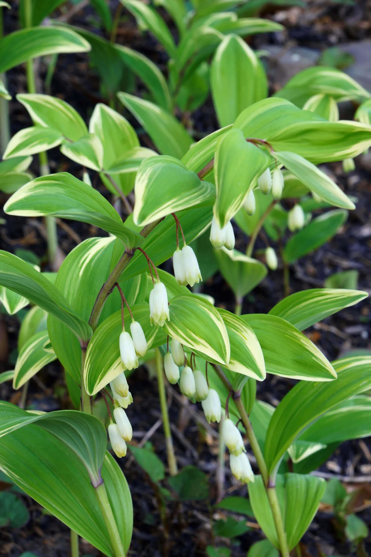 Solomon's seal