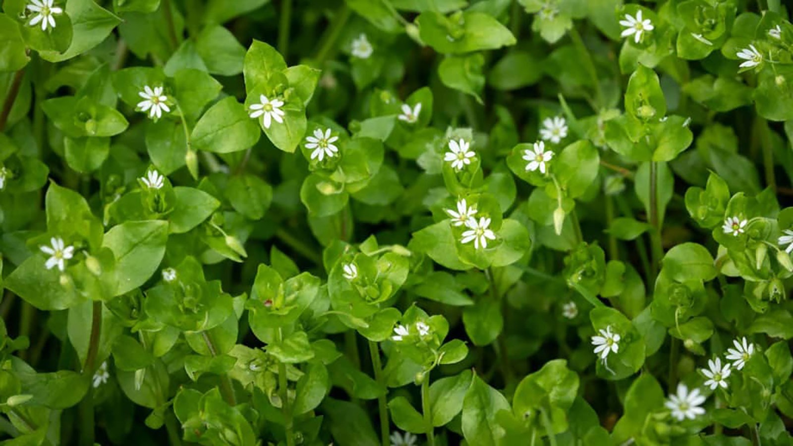 Chickweed