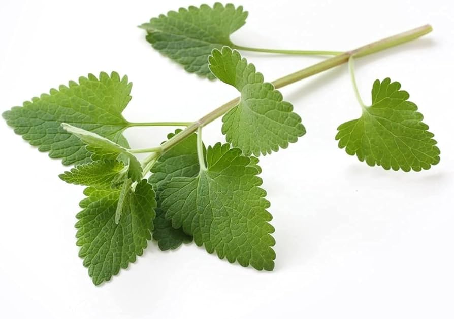 Catnip