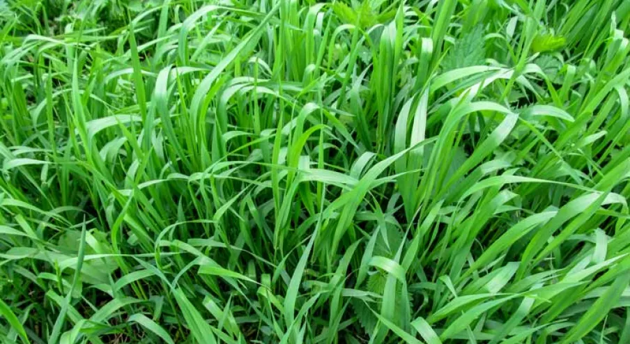 Couch grass