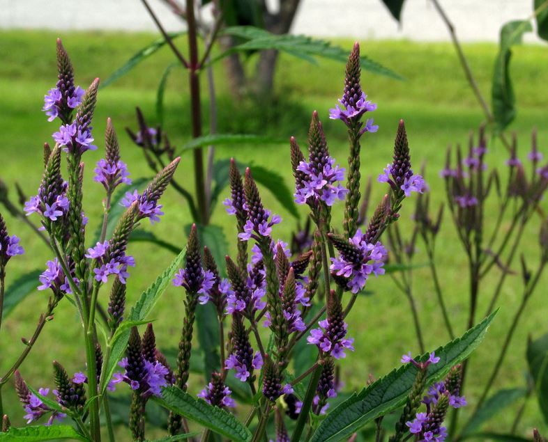 Blue Vervain