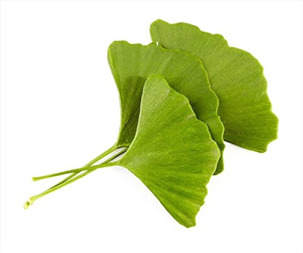 Ginkgo