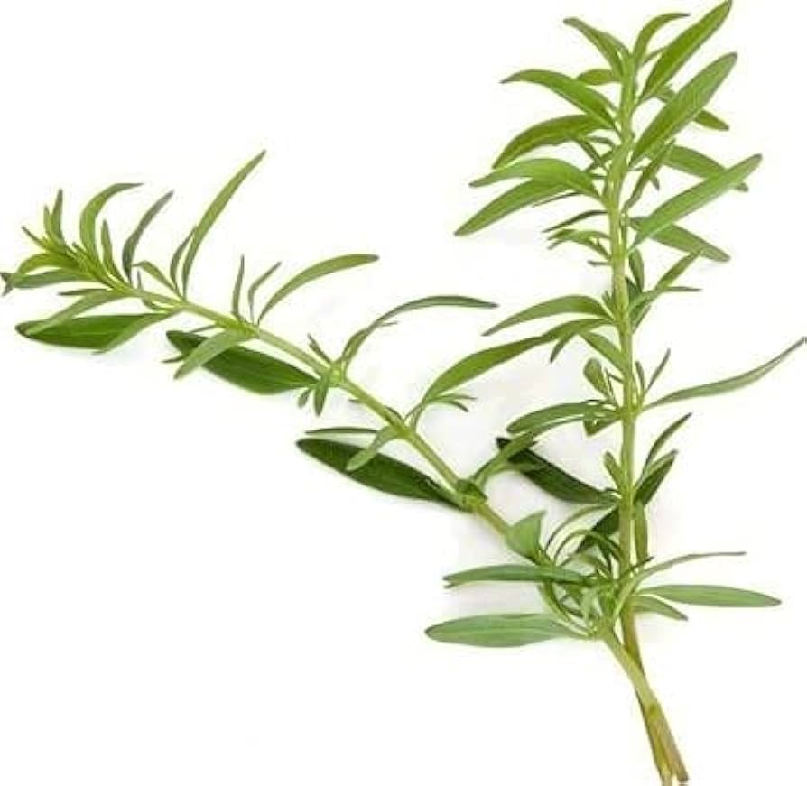 Hyssop