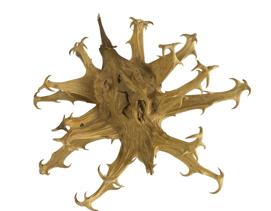 Devil's claw root