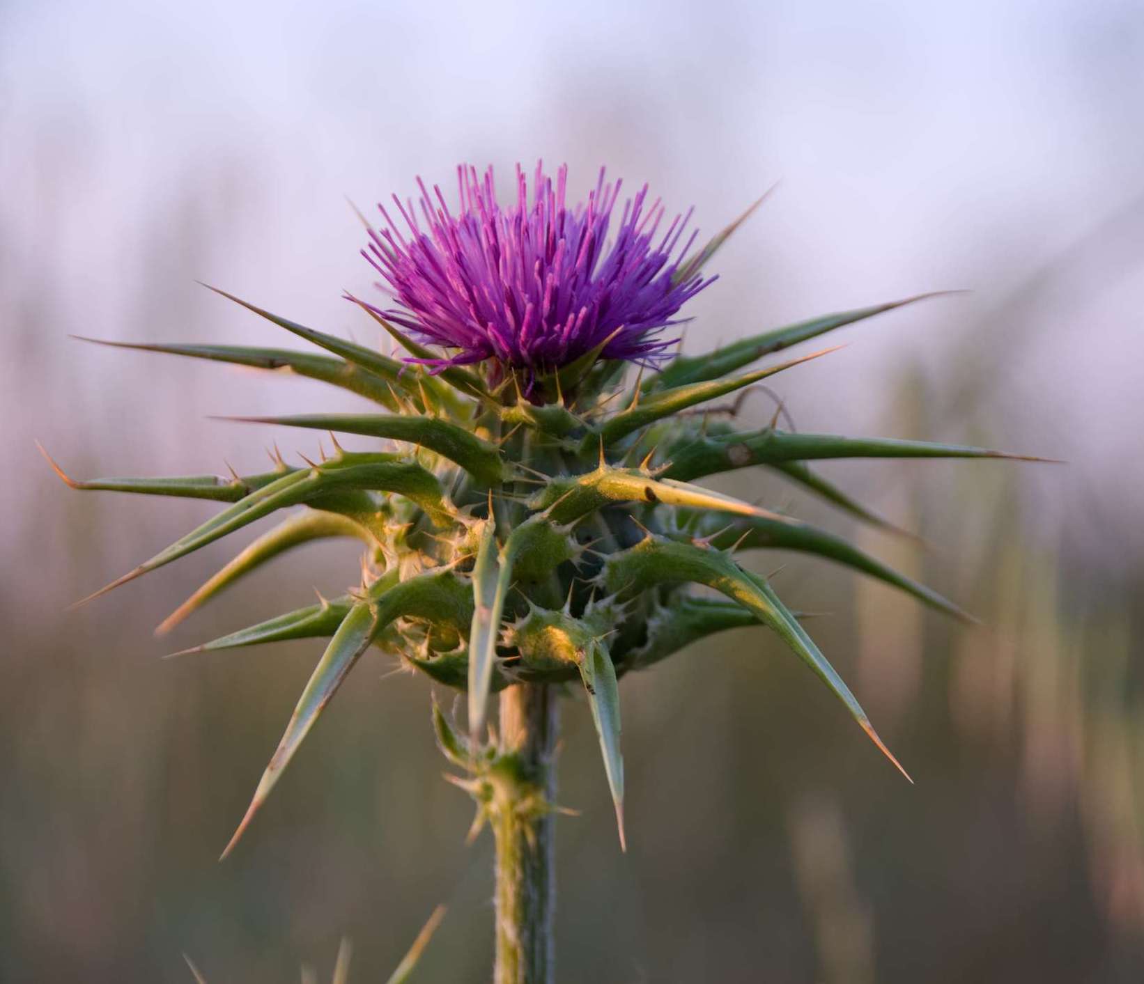Milk thistle