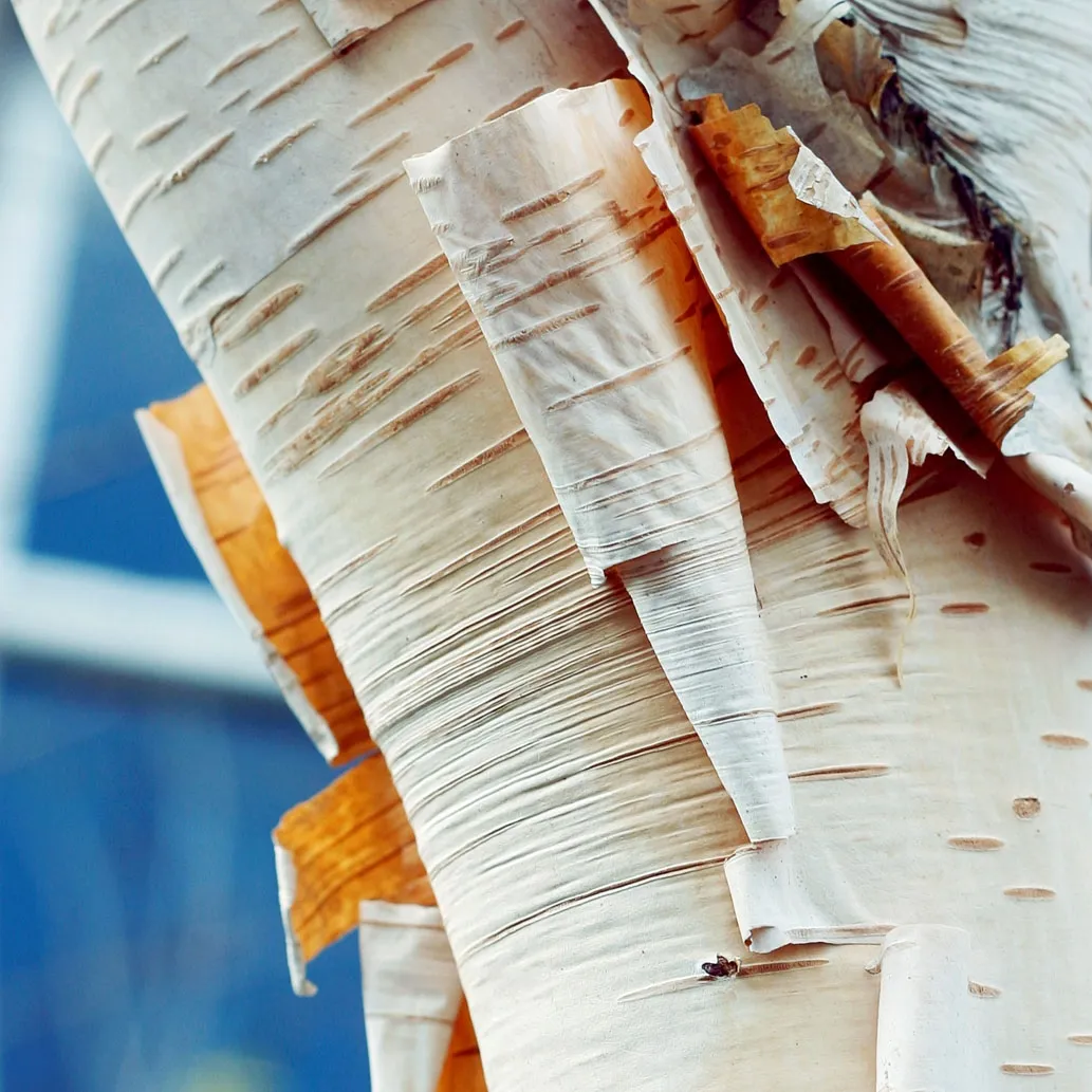 Birch bark