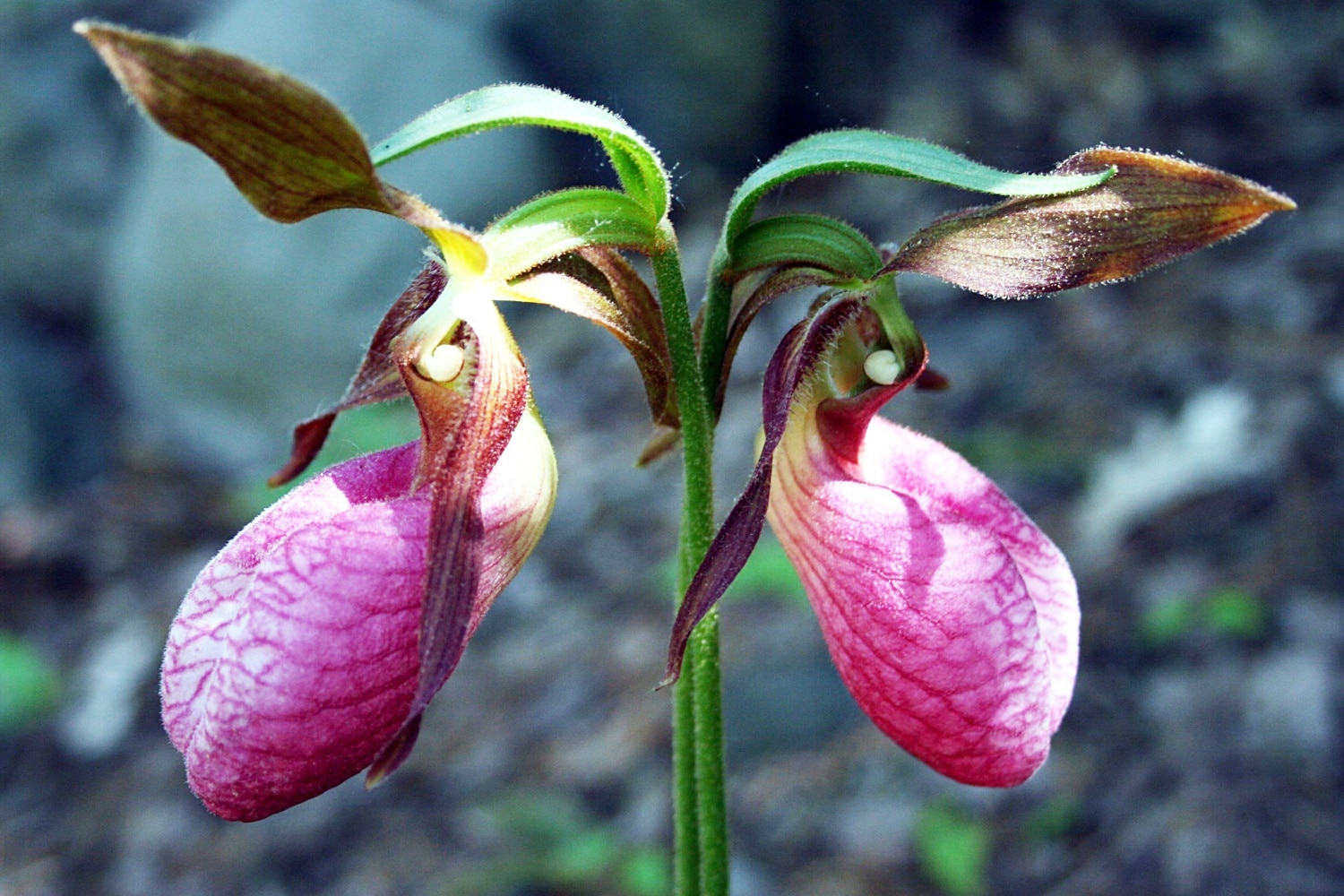 Lady's slipper