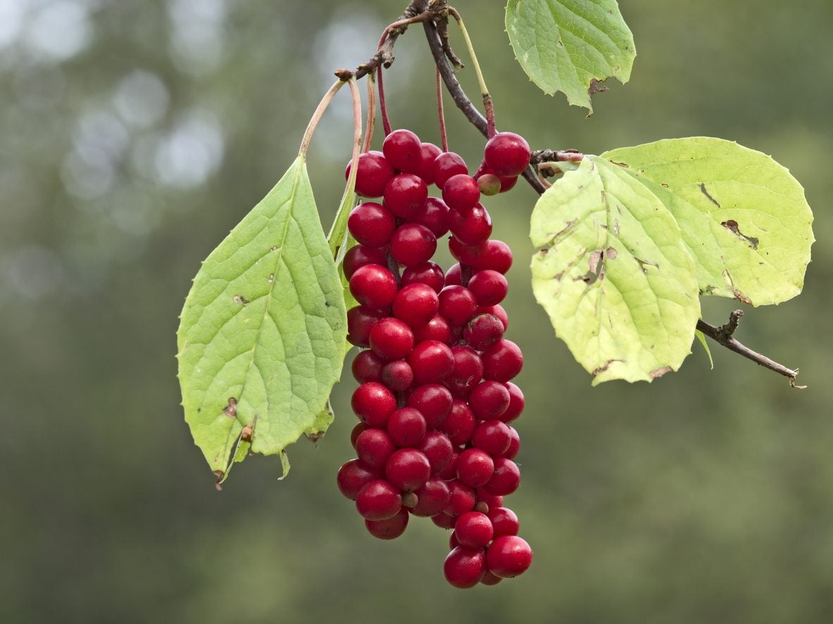 Schizandra
