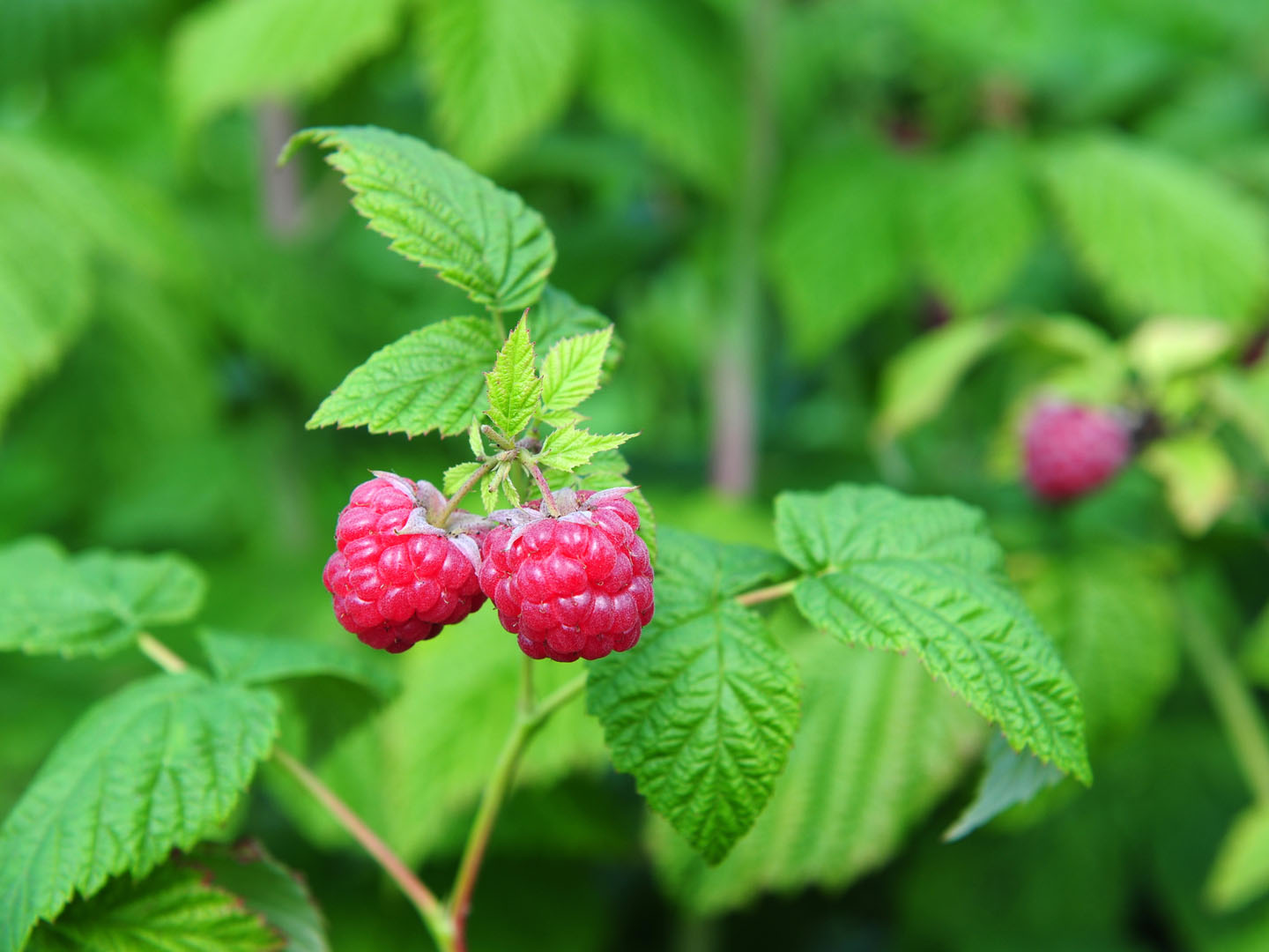 Raspberry