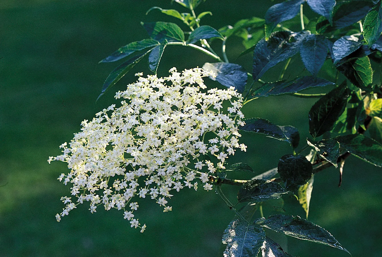 Elder
