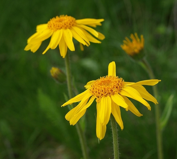 Arnica
