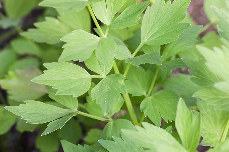 Lovage