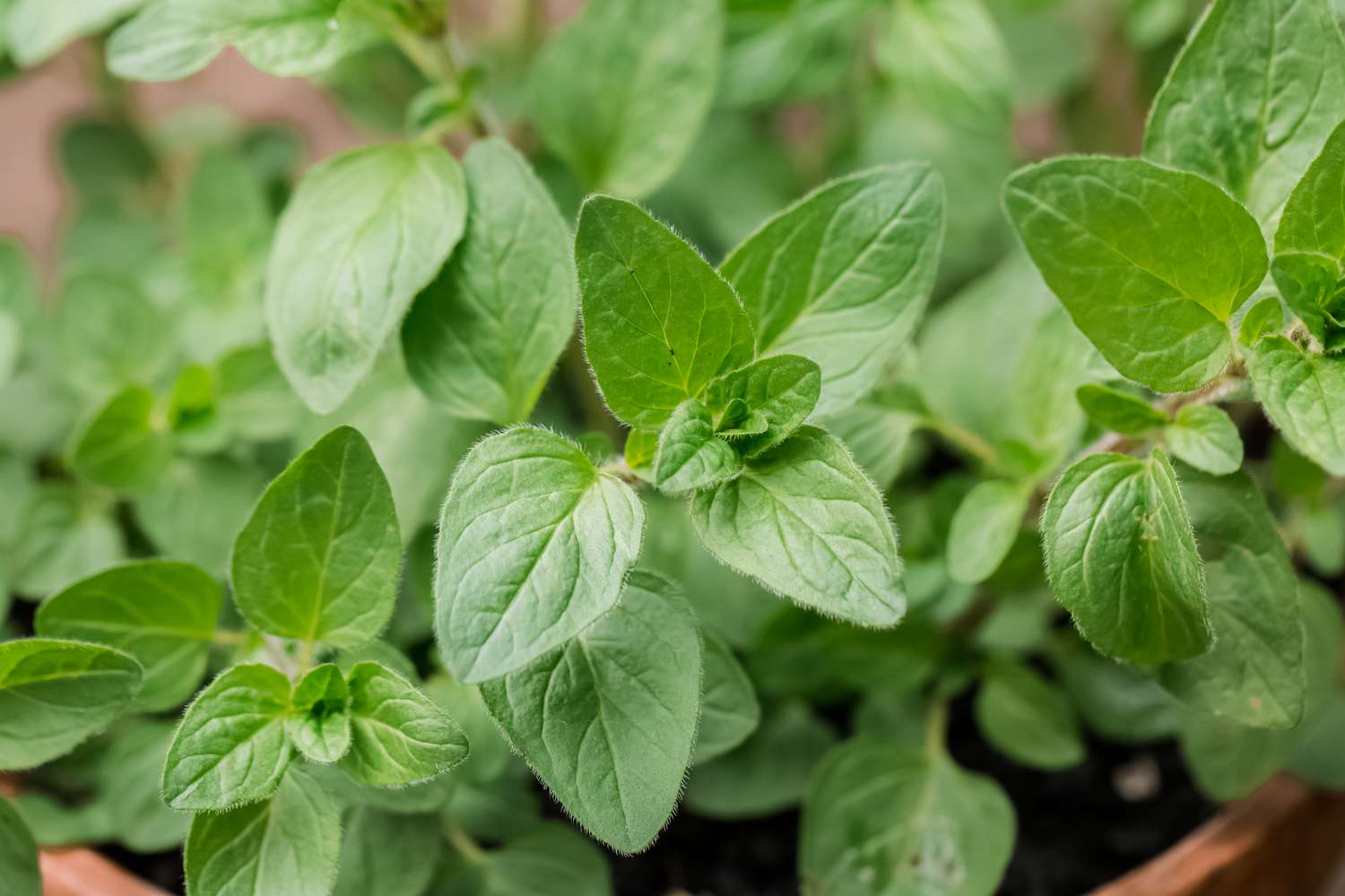 Oregano 