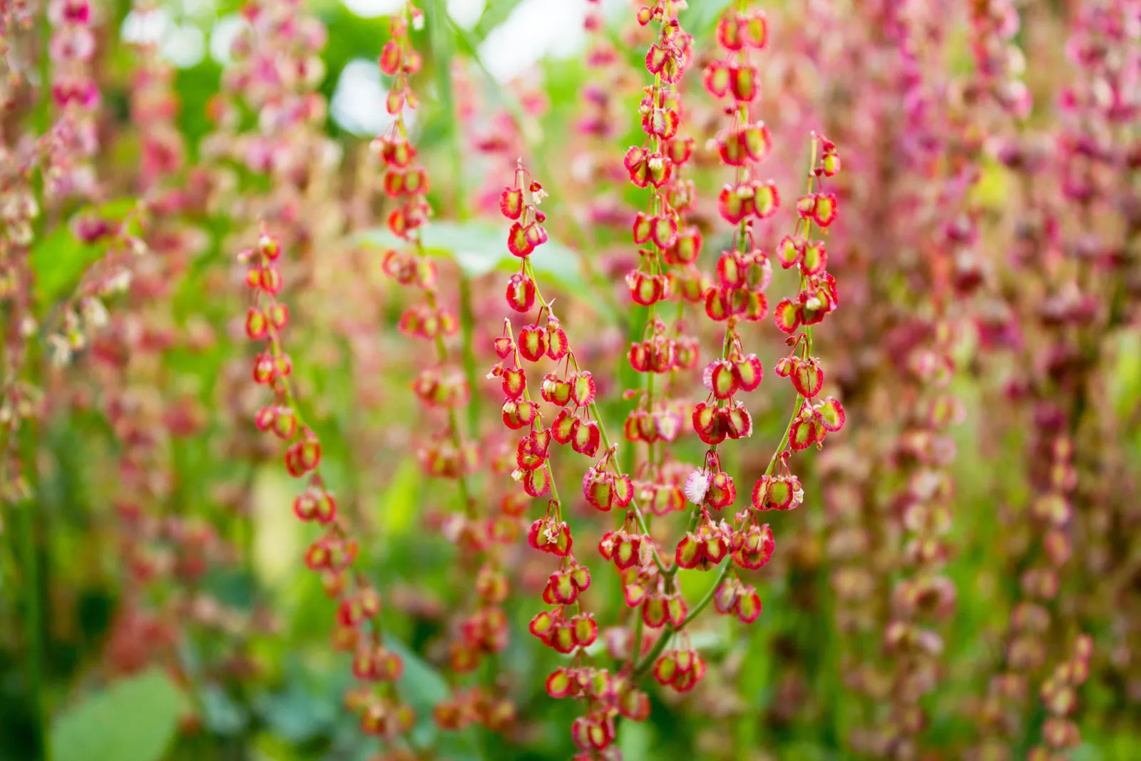 Sorrel