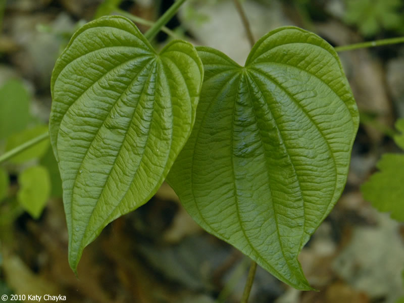 Wild yam