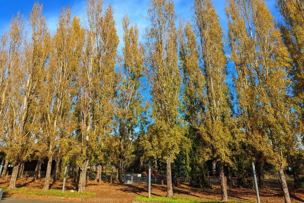 Poplar