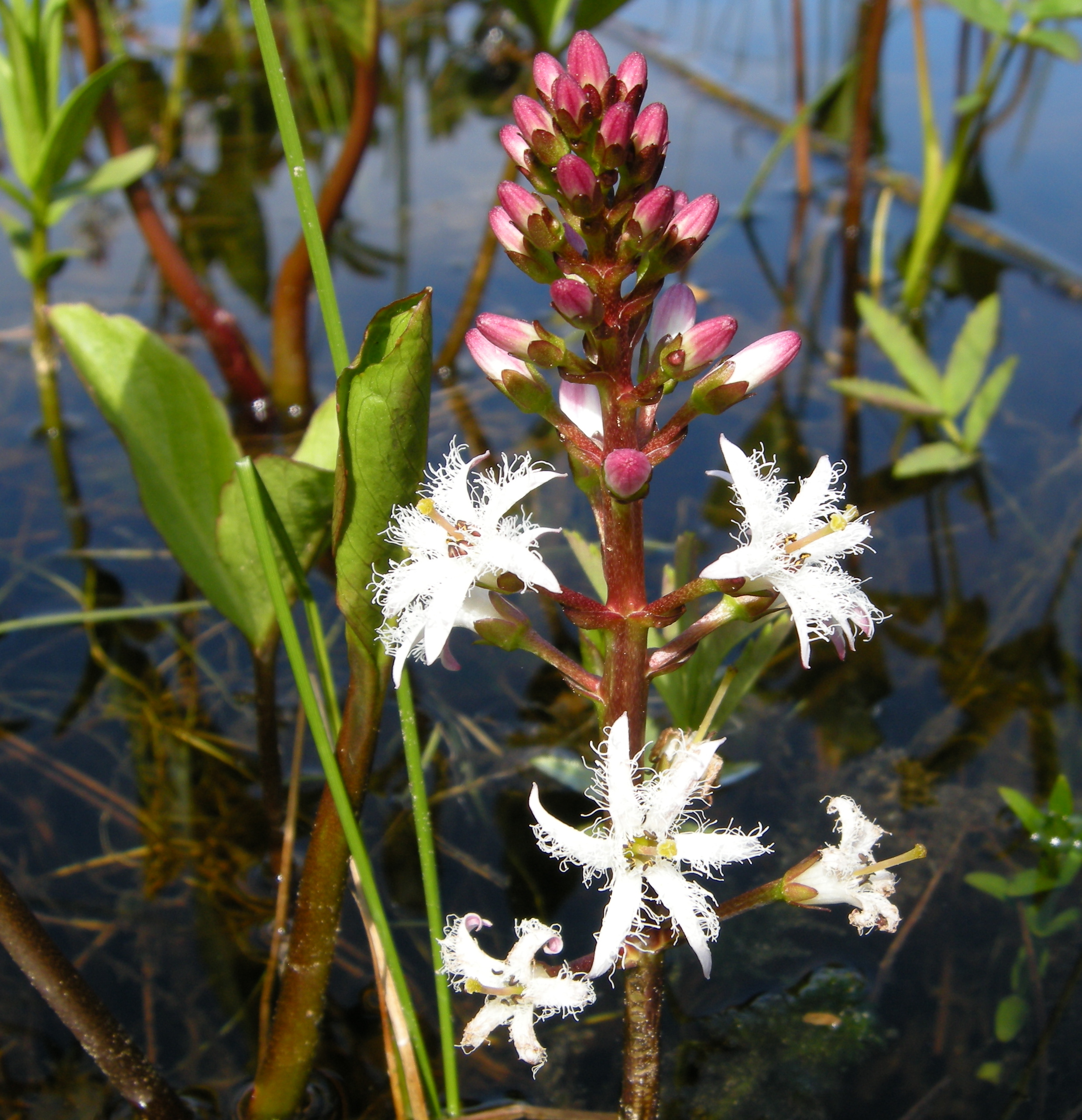 Bogbean