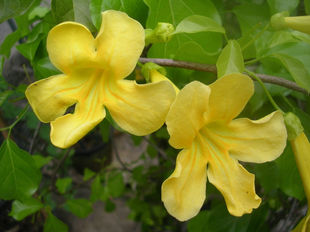 Cat’s claw