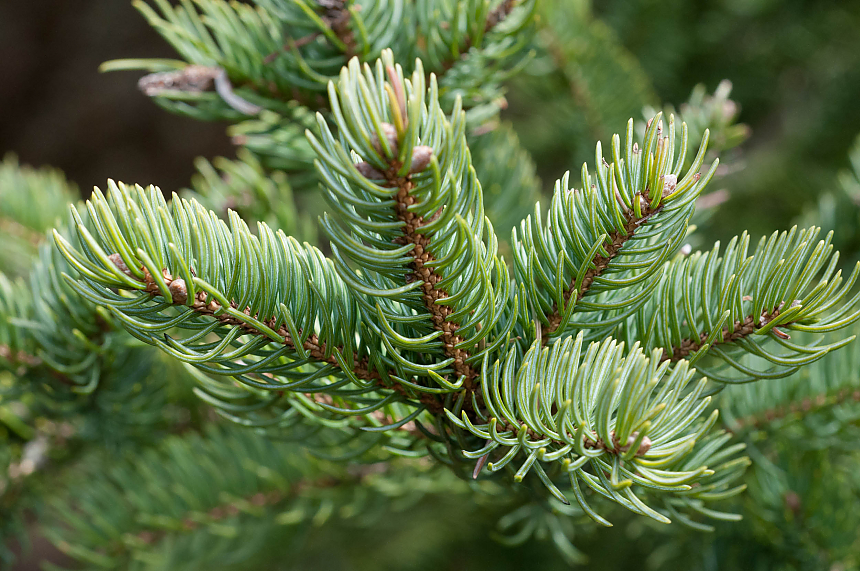 Balsam fir