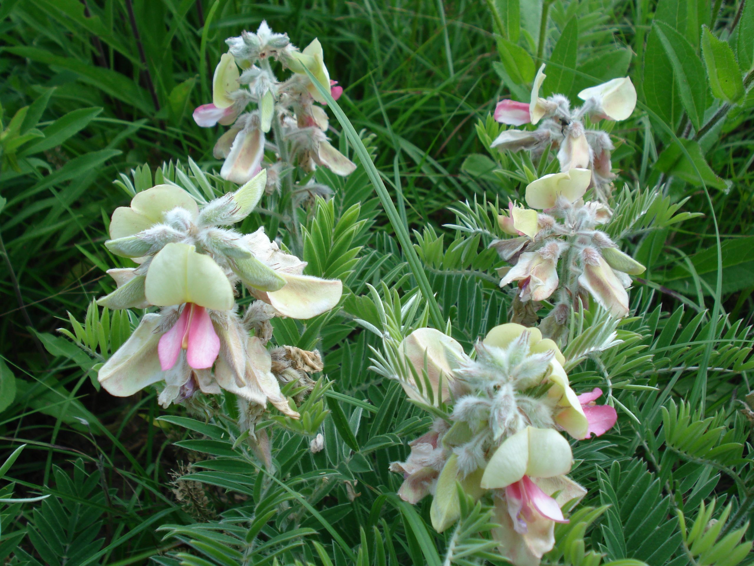 Goat's rue