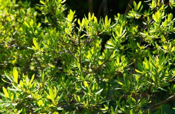 Bayberry