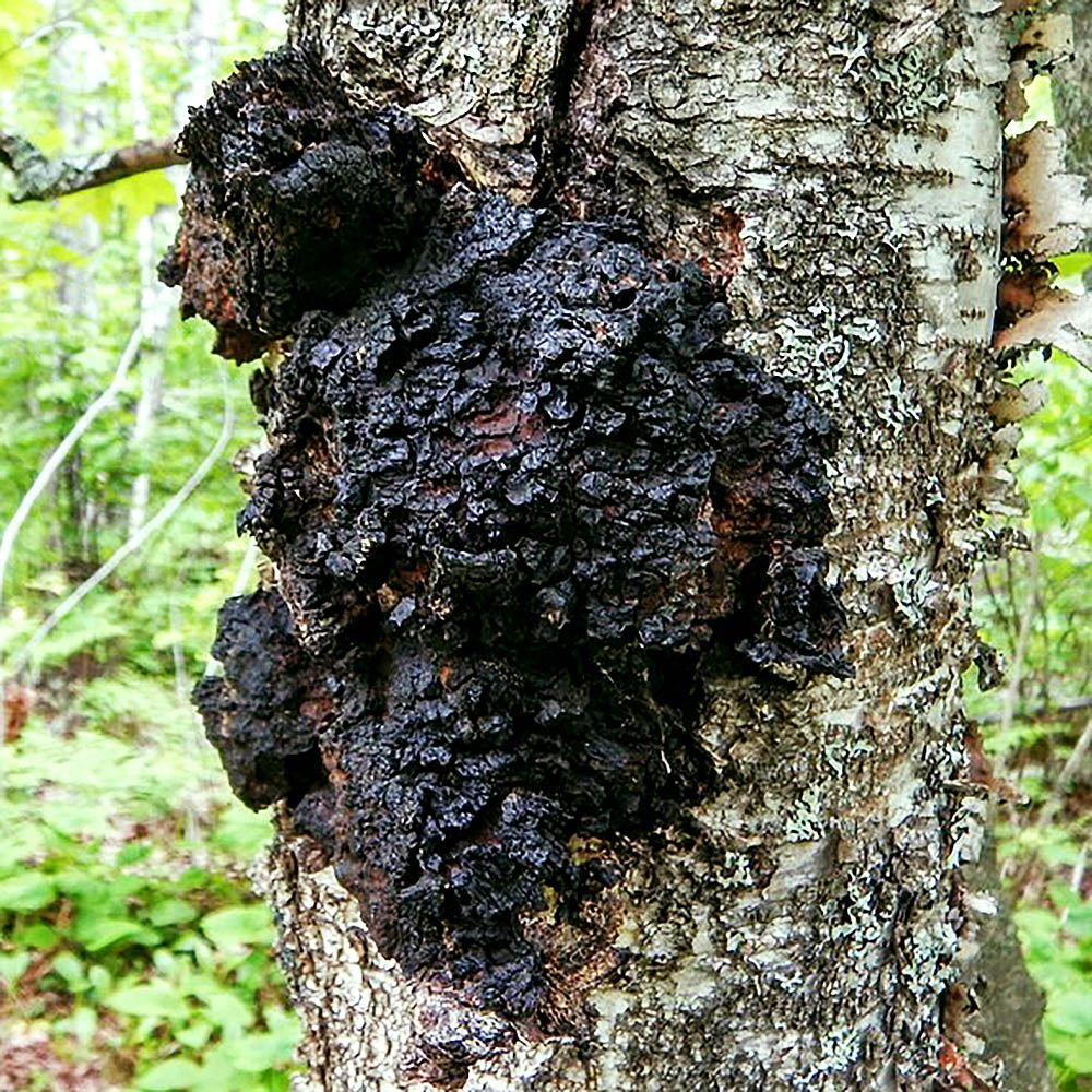 Chaga