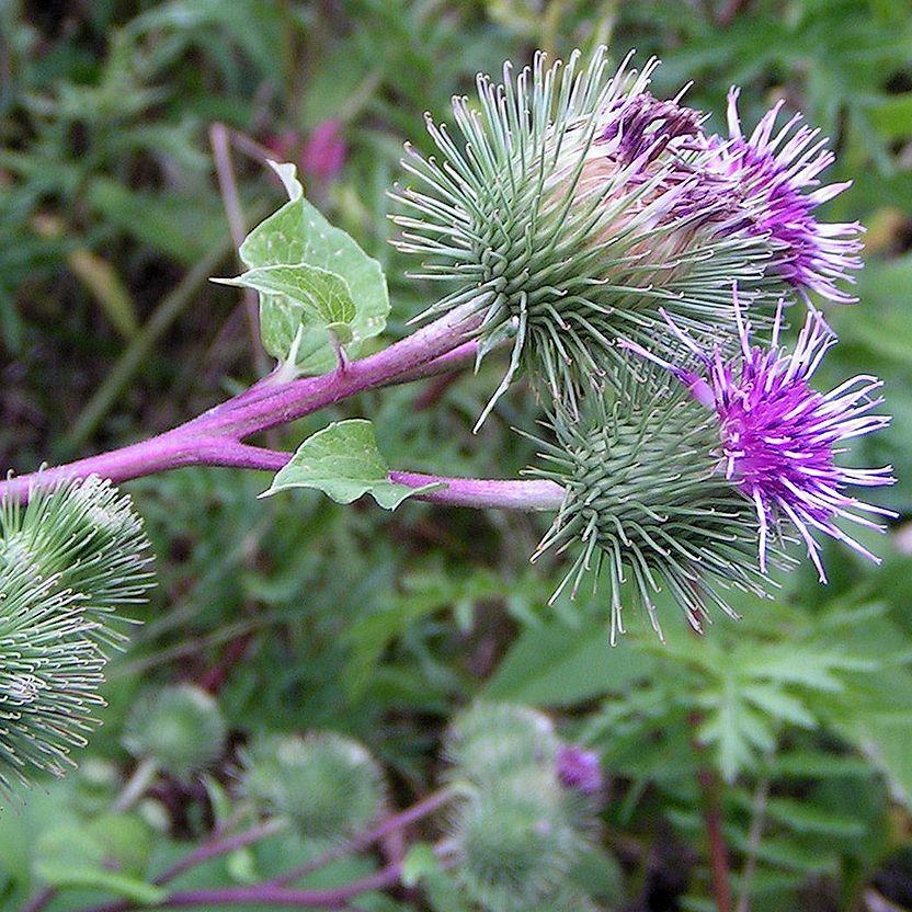 Burdock
