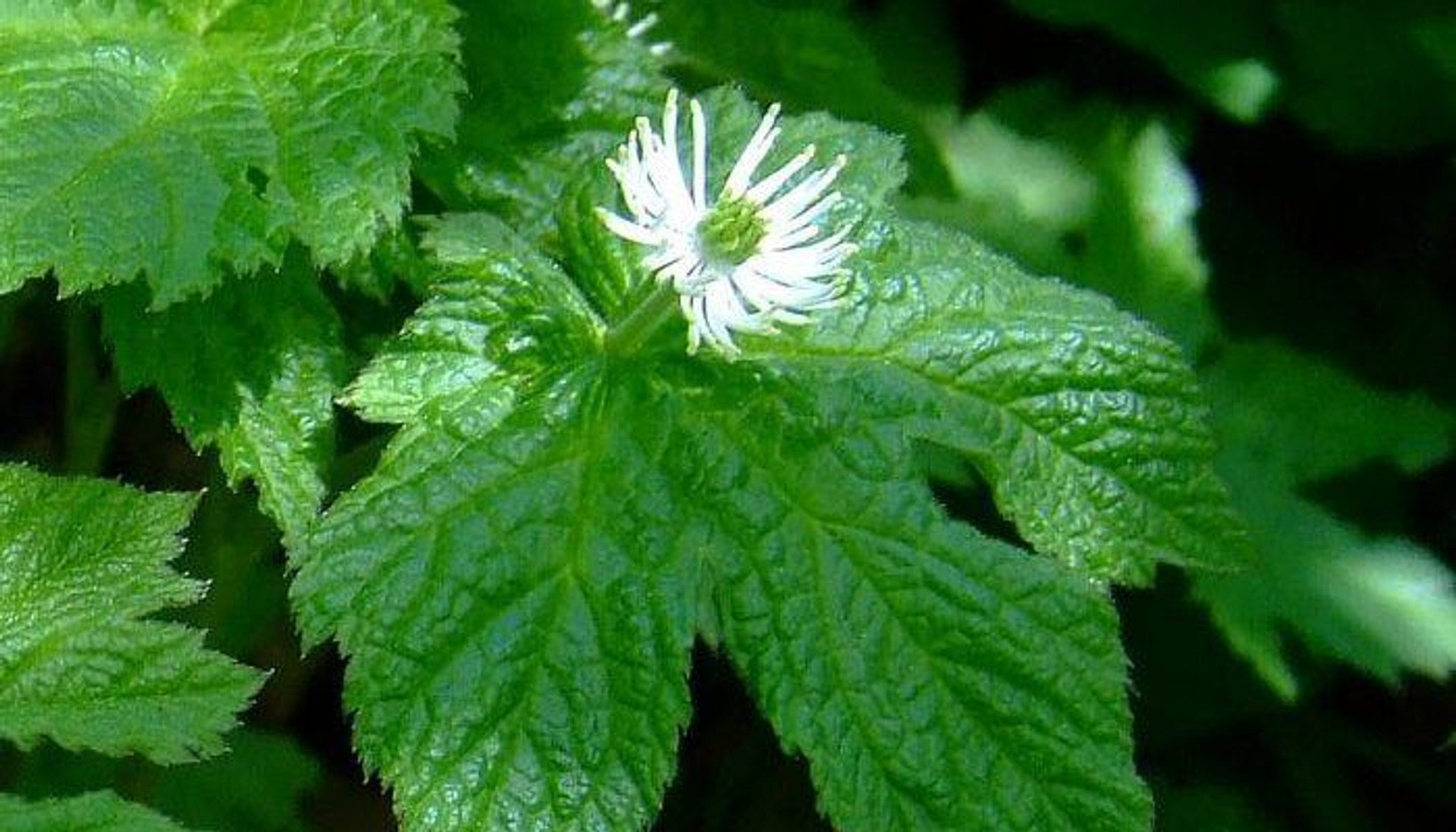Goldenseal