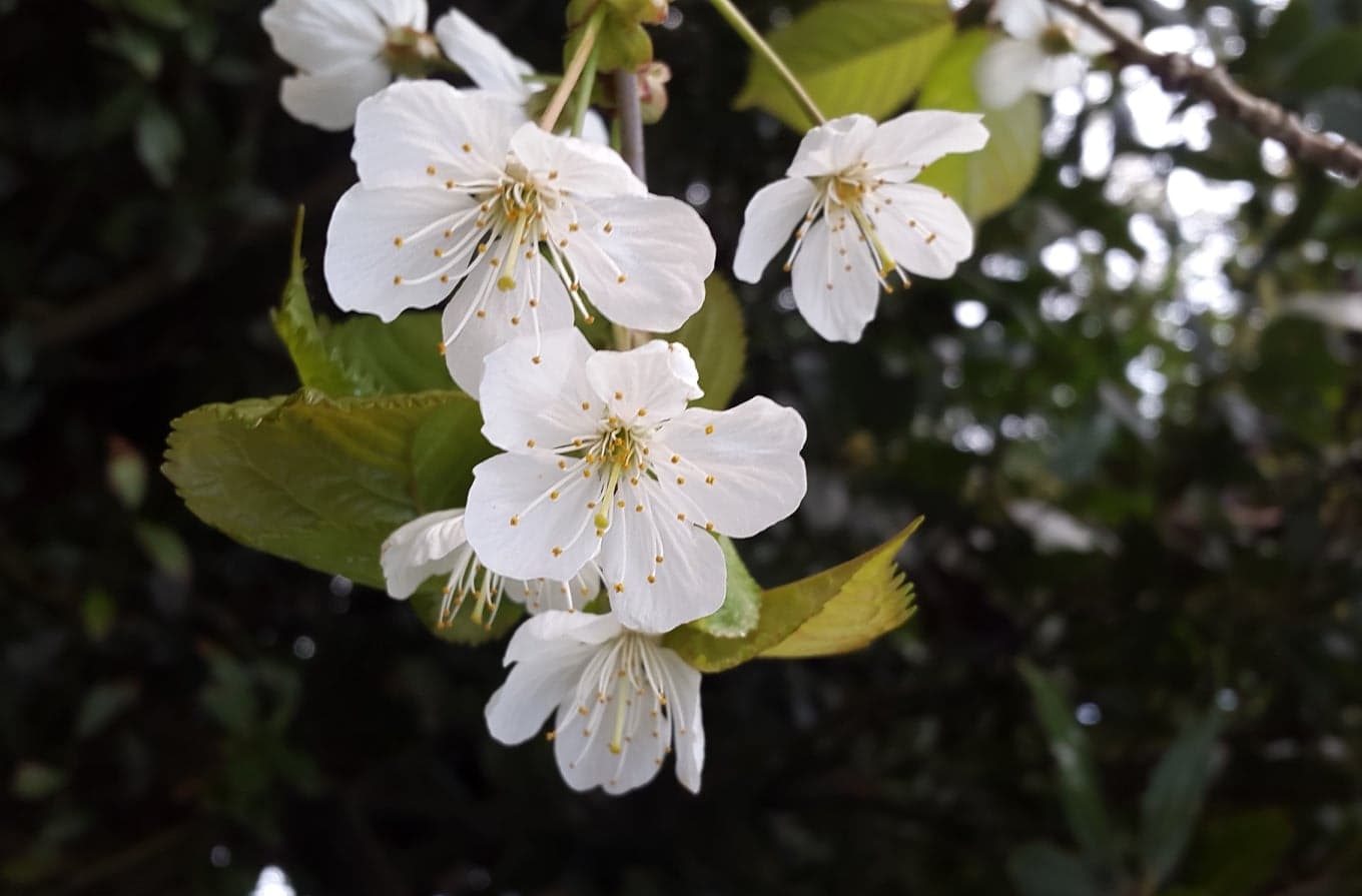 Wild cherry
