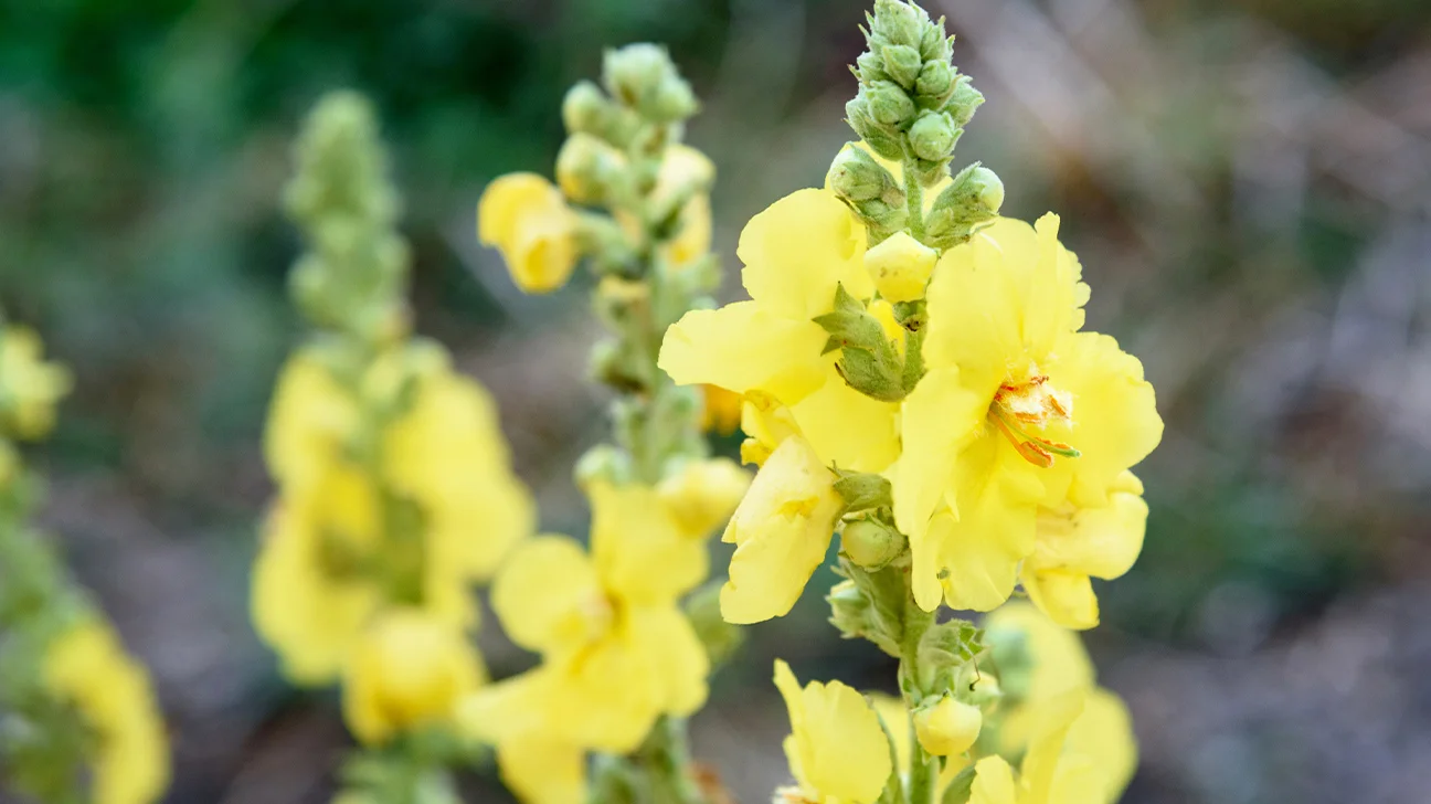 Mullein